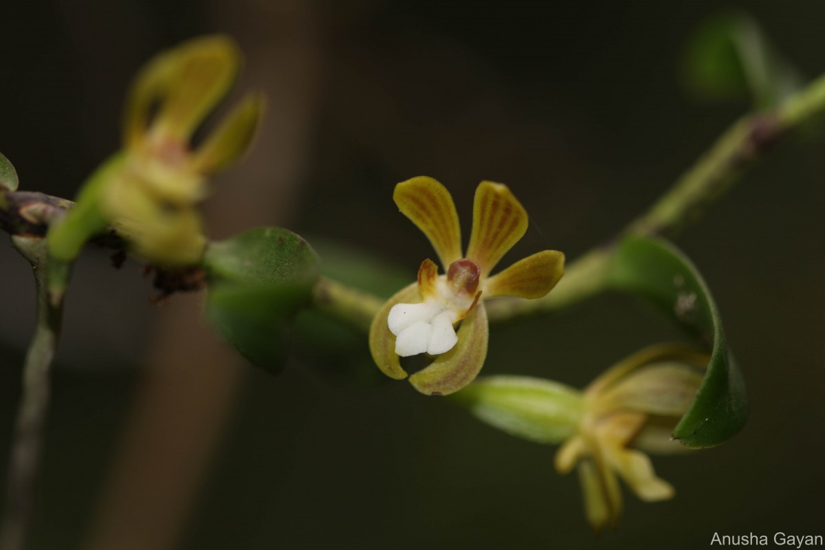 Trichoglottis tenera (Lindl.) Rchb.f.